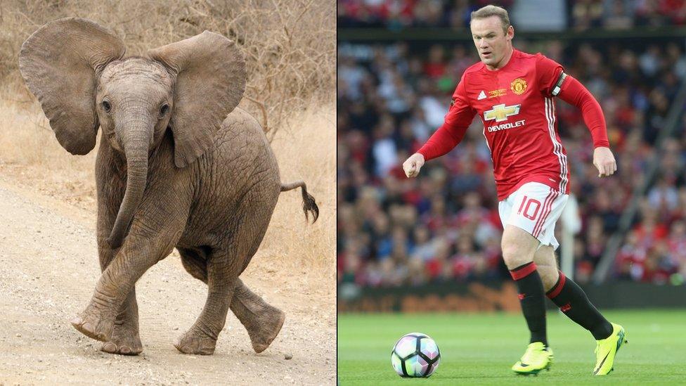 Elephant and Wayne Rooney