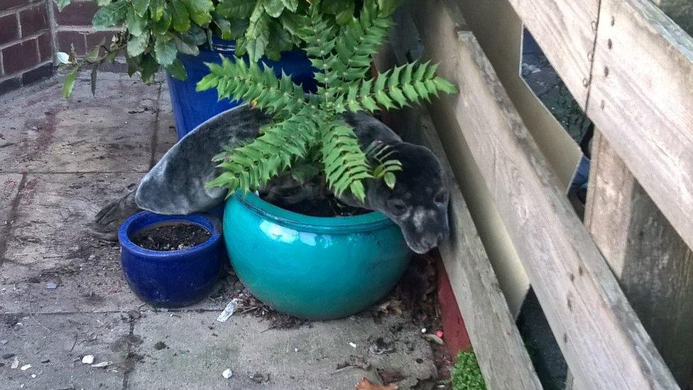 The seal splayed across a plant pot