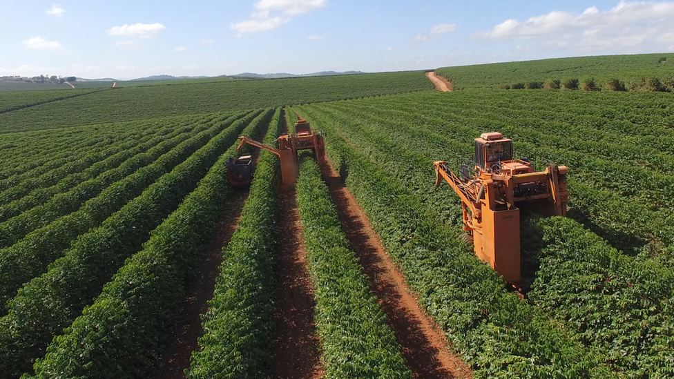 An Ipanema Coffees coffee plantation