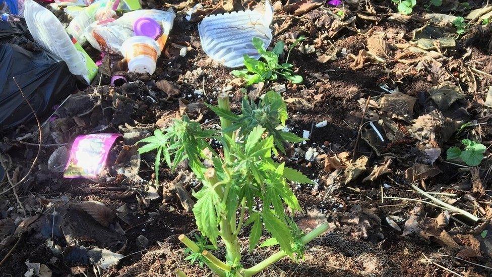 Cannabis plant dumped