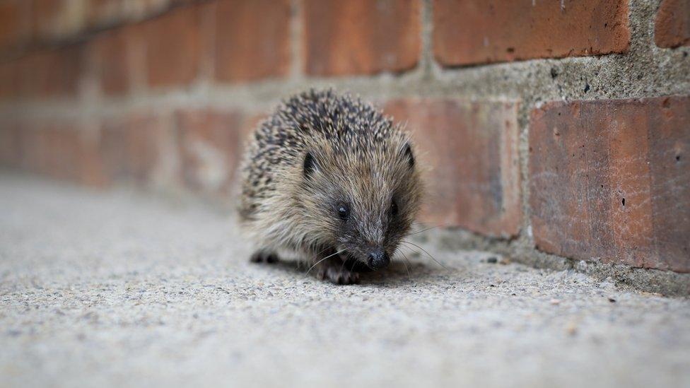 Hedgehog on pavement