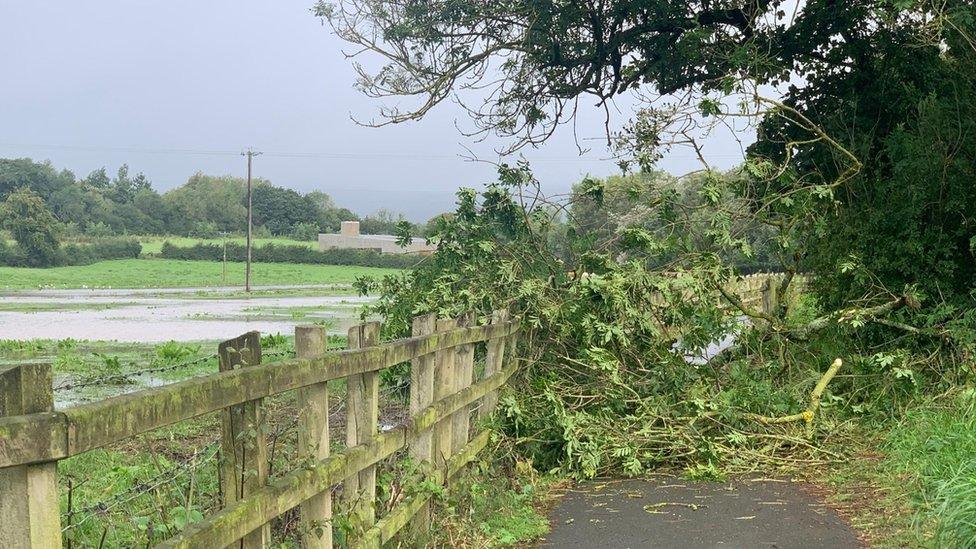 Trees blocking a path in Drumbeg