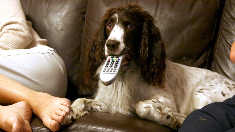 Dogs watching tv