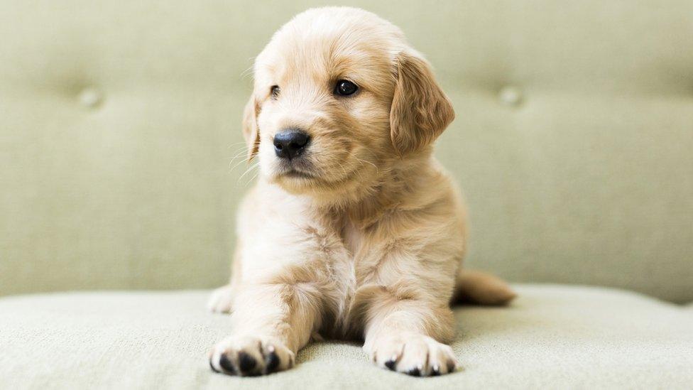 A golden Labrador puppy