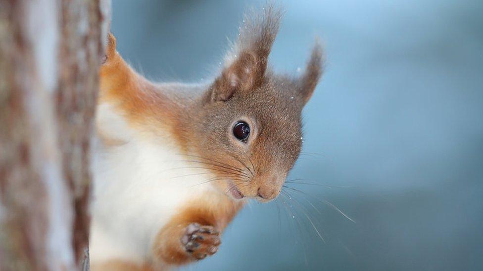 Red squirrels