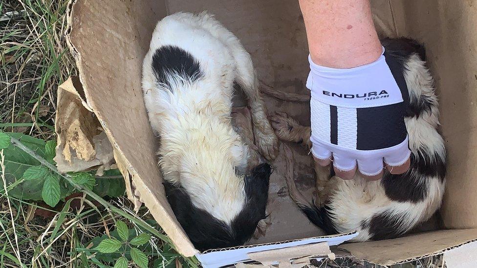 Puppies in box