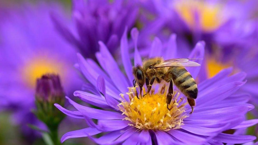 Bee on Alpine aster flower