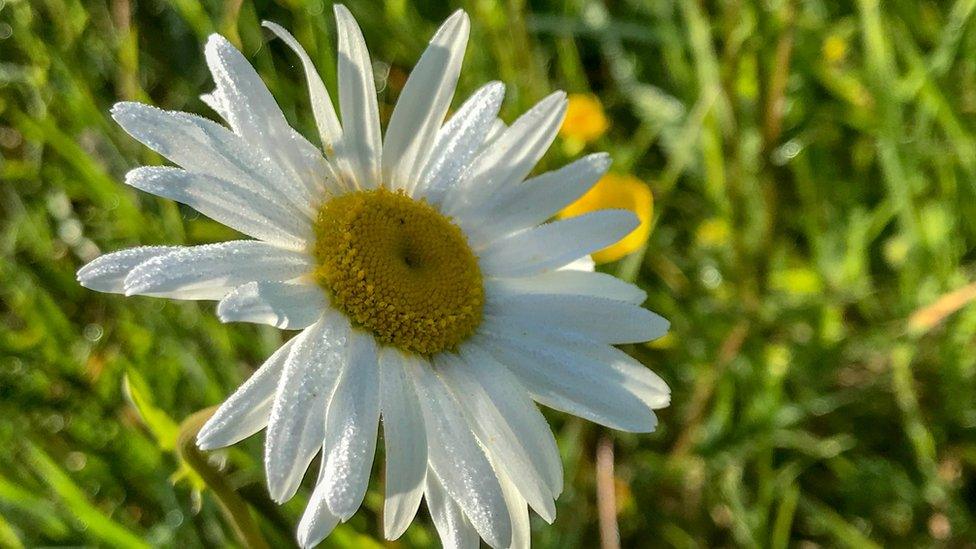 Flower in Abingdon