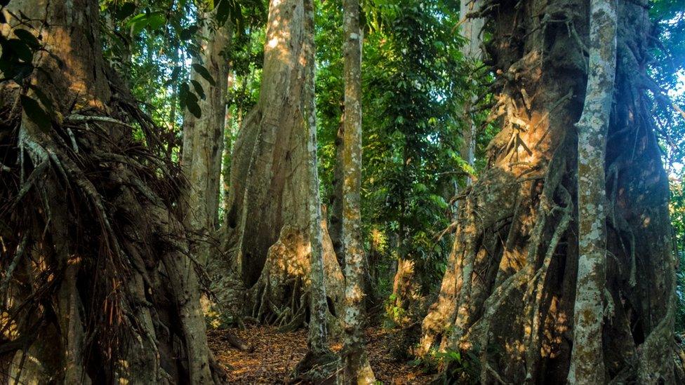 Kenari trees on the island of Alor