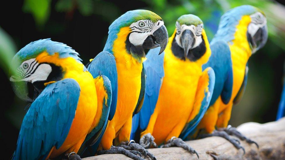 Parrots