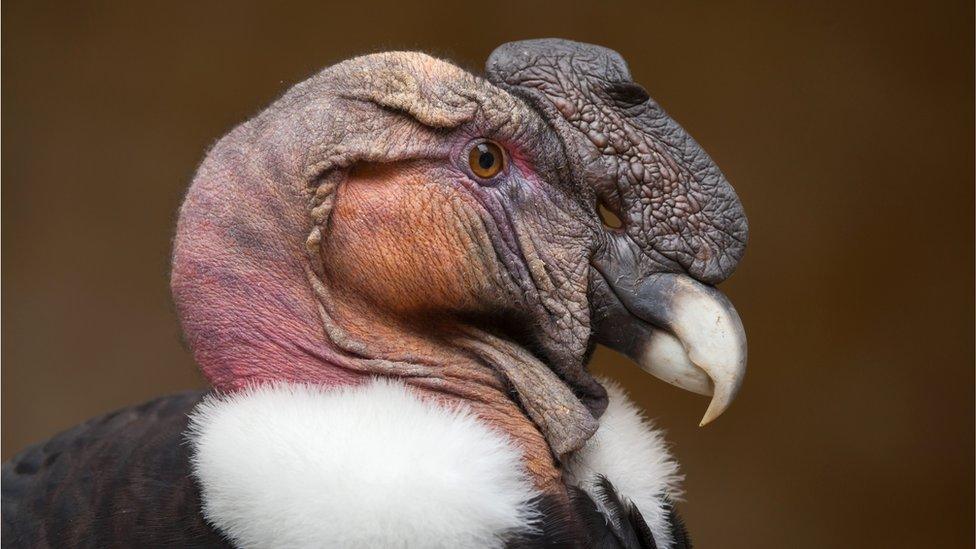 Photo of an Andean condor (Vultur gryphus)