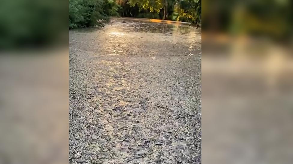 Algae on water in High Wycombe