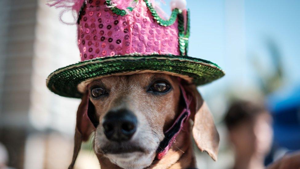 Dog dressed in costume