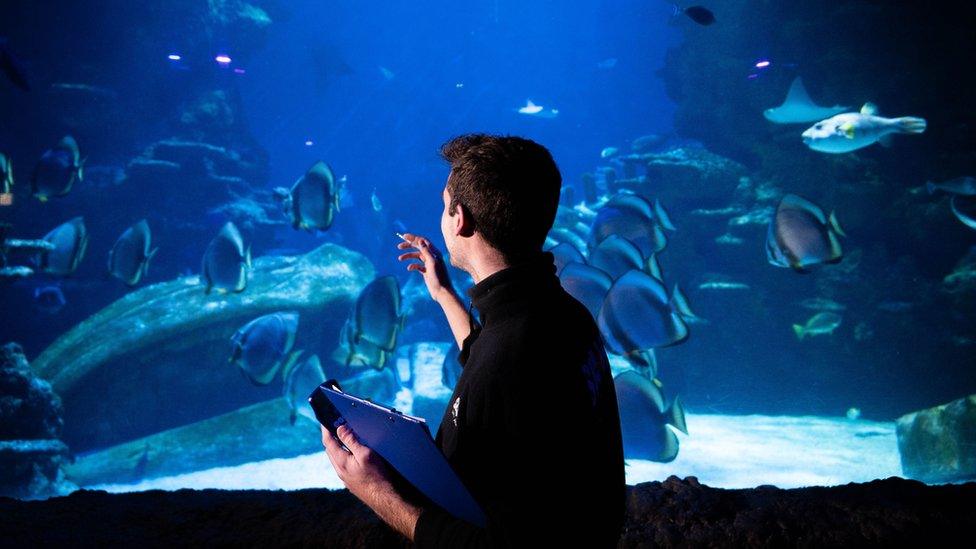 An aquarist counts fish at the Sea Life London Aquarium