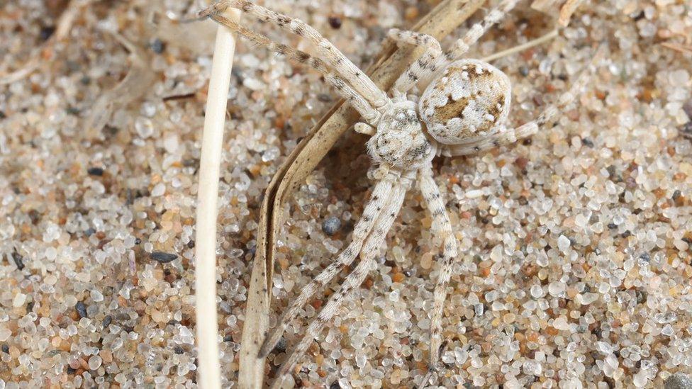 Sand running spider