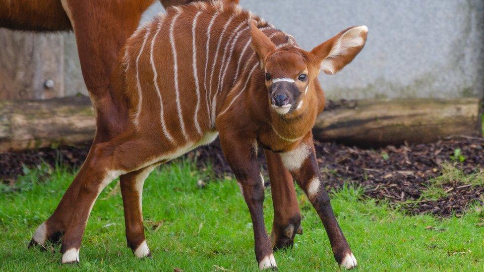 Mountain bongo, Ada