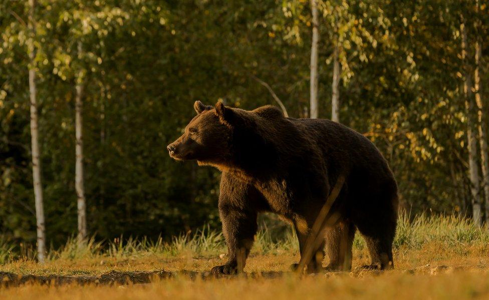 Bear in Zabala, Transylvania