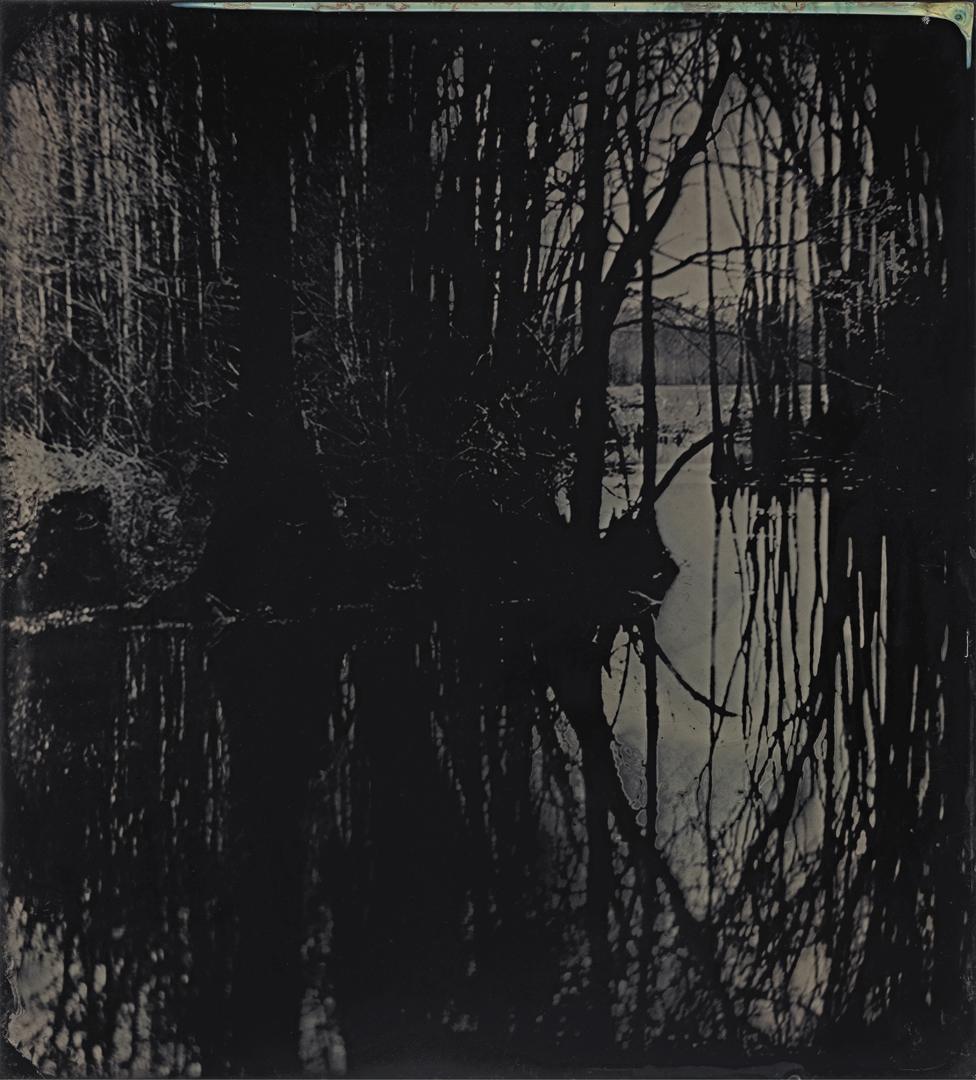 Tintype image of the Great Dismal Swamp in south-eastern Virginia, USA