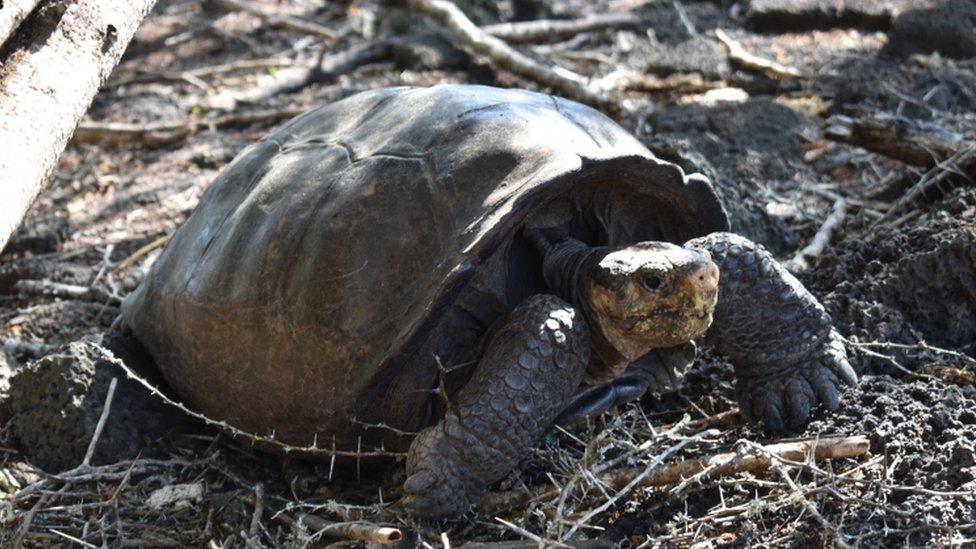 Giant tortoise Fernanda