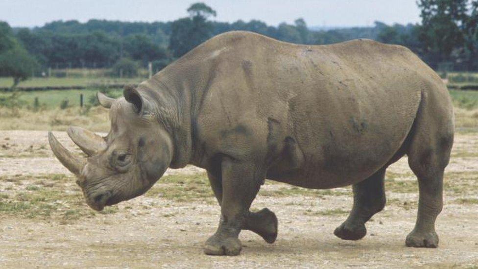 Black rhino