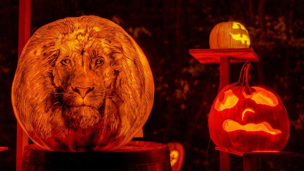 A detailed illustration of a lion is carved into a glowing pumpkin.