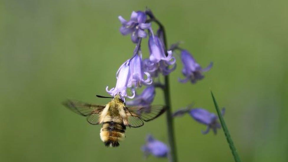 The narrow-bordered bee hawk-moth