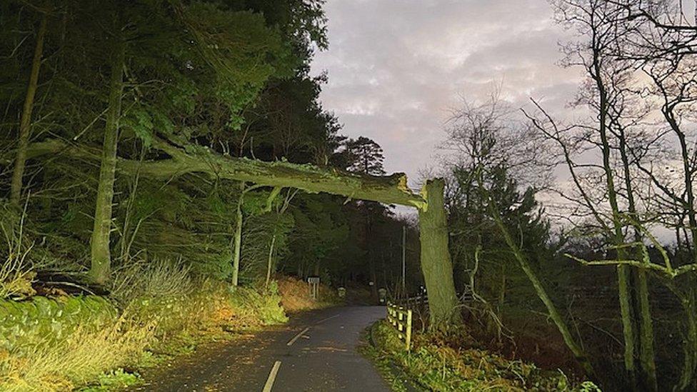 Tree down near Rothbury