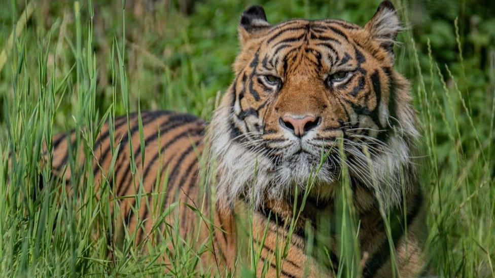 male Sumatran tiger