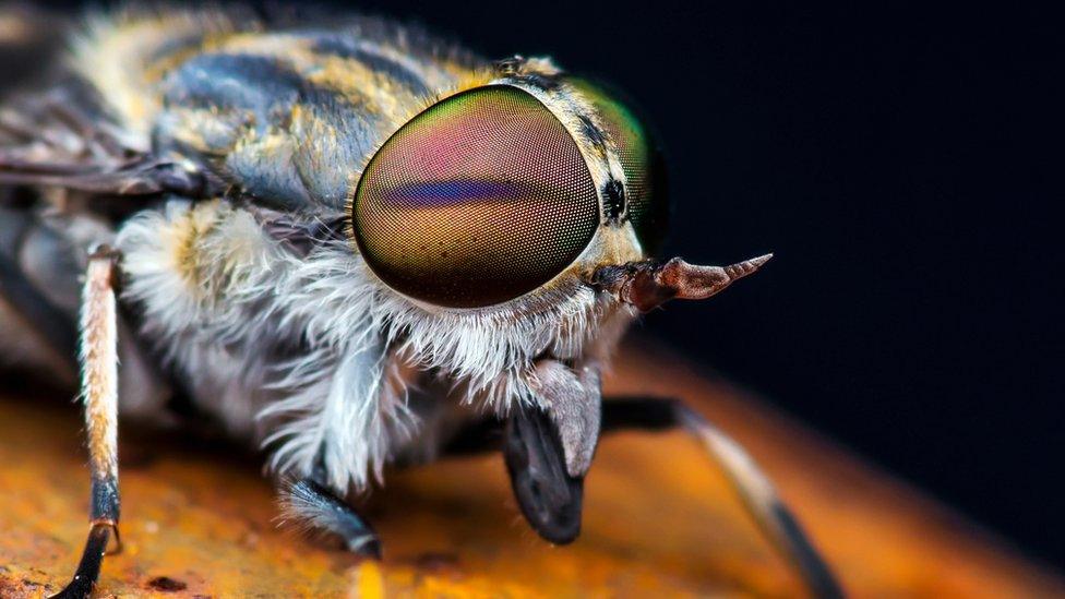 A horsefly