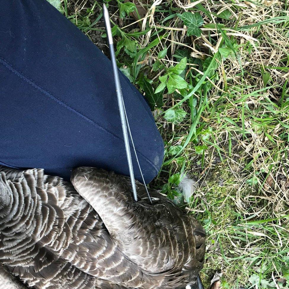 Canada goose found with bow and arrow piercing wing