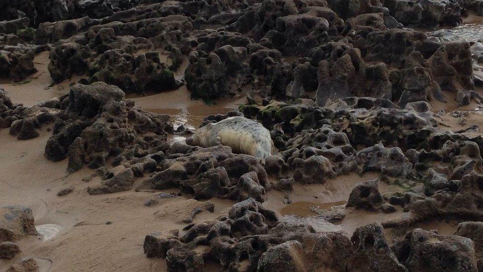 Seal found in Porthcawl