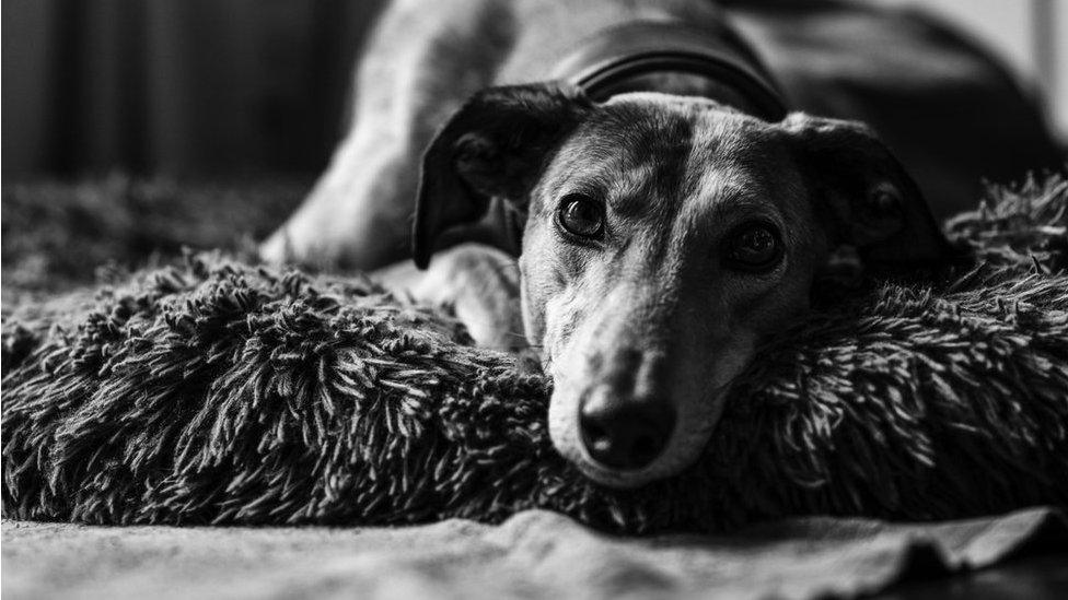 A rescue lurcher dog lying down gazing into the camera.