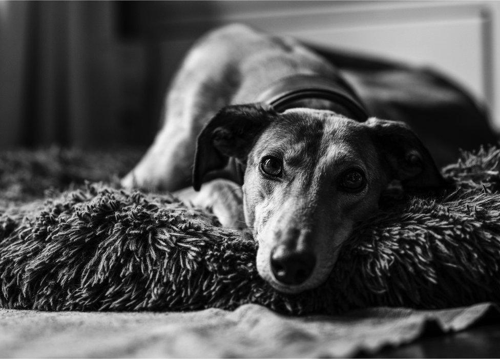 A rescue lurcher dog lying down gazing into the camera.