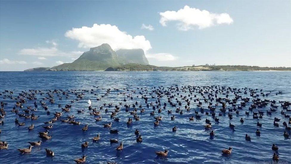 Flesh footed shearwaters (c) Ian Hutton