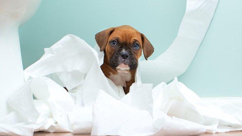 A dog with a loo and covered in toilet roll