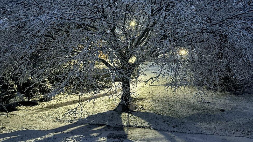 A tree with its branches covered in show projects its shadow on the ground