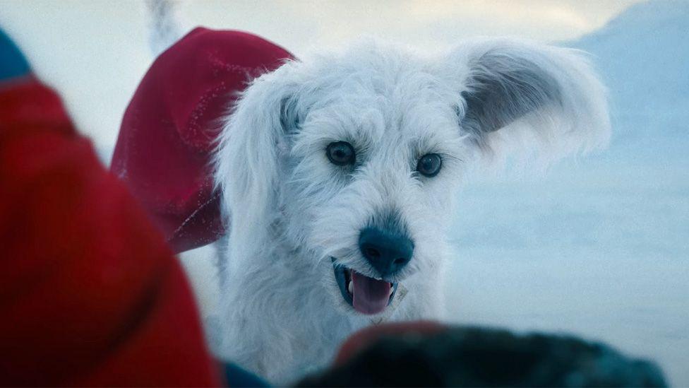 Krypto the Superdog in a red cape looking at a prostrate Superman in a still from the Superman trailer 