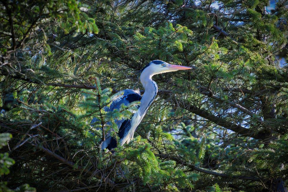 Heron - grey and white in colour with pink beak sitting - among green pine tree branches, looking to the side.