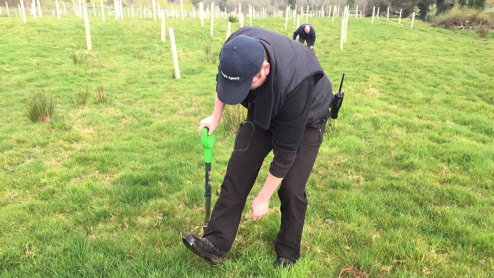 Many are oak, but other varieties are being planted too