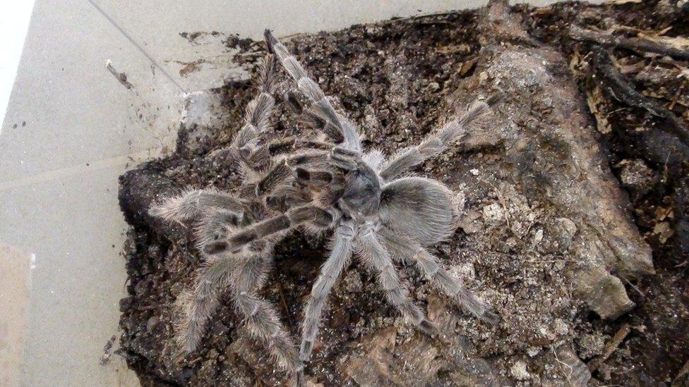 Montserrat tarantulas mating