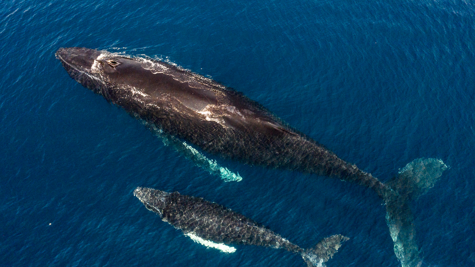 Whales are among the animals these areas are seeking to help protect