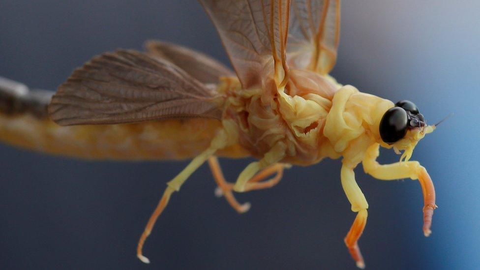 Mayfly on Tisza River near Tiszainoka in Hungary, 16 Jun 17