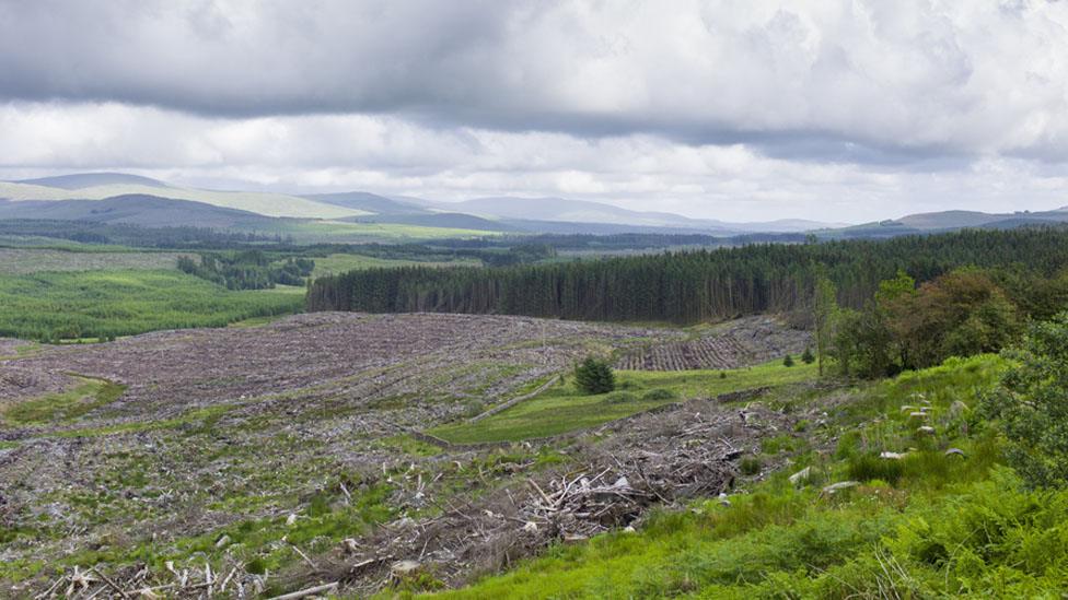 Pine trees in Galloway Forest Park, Argyllshire