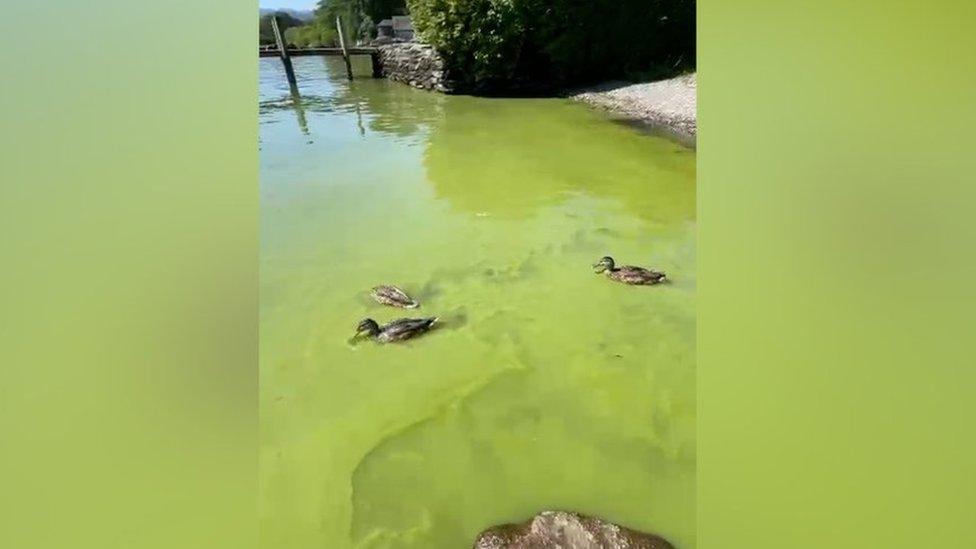 Algae on Windermere