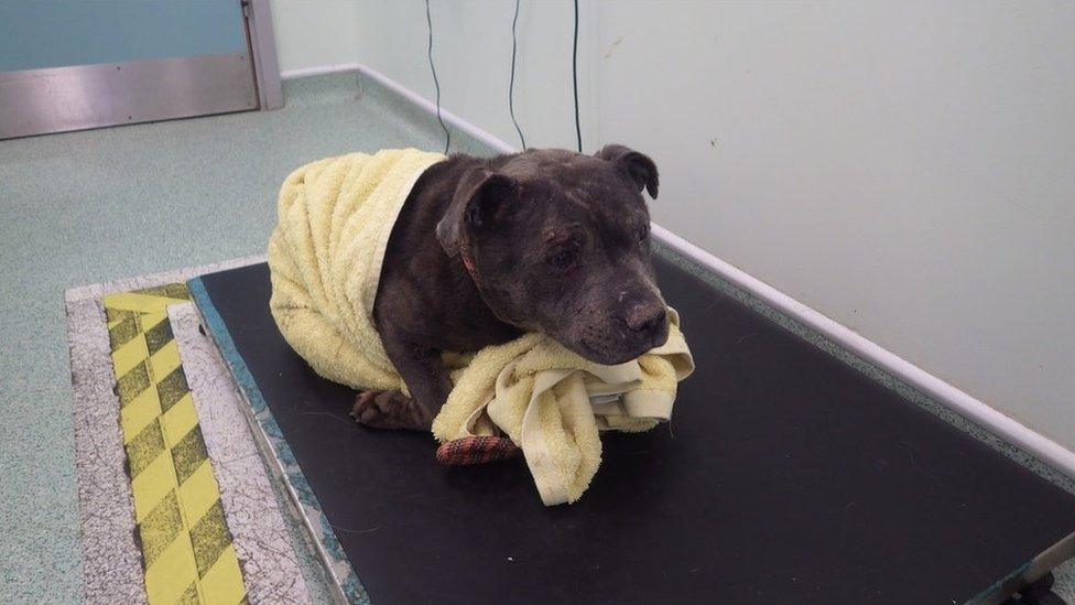 Zeena the dog wrapped in a towel on a table