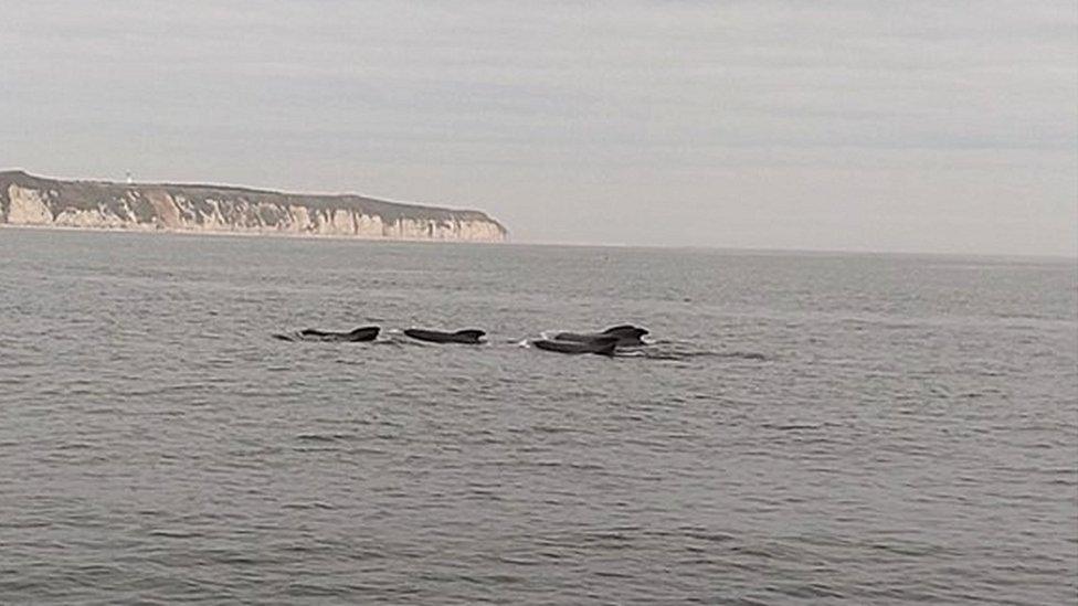 Whales in sea off Flamborough Head