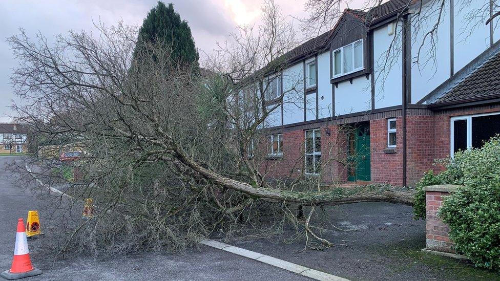 A tree fell in the Everglades housing estate in Enniskillen