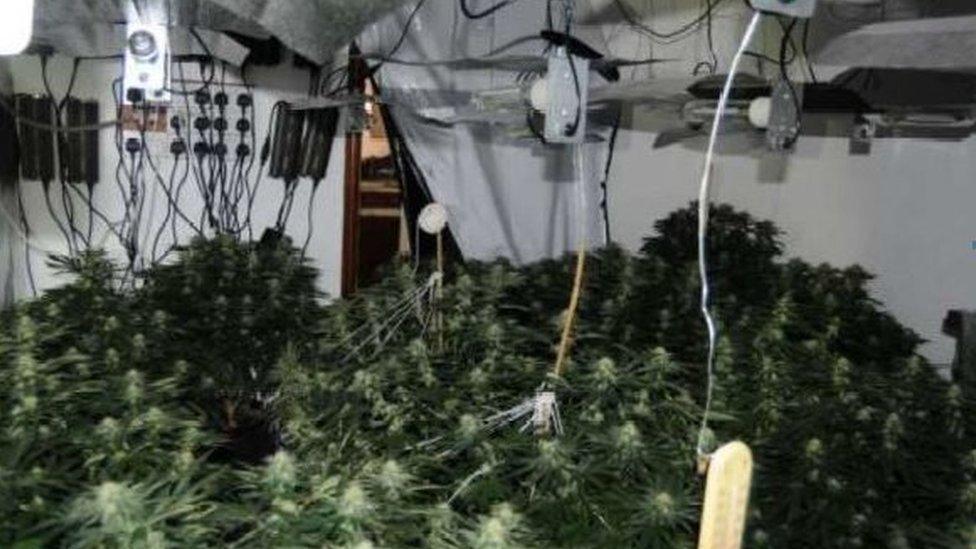 Cannabis farm