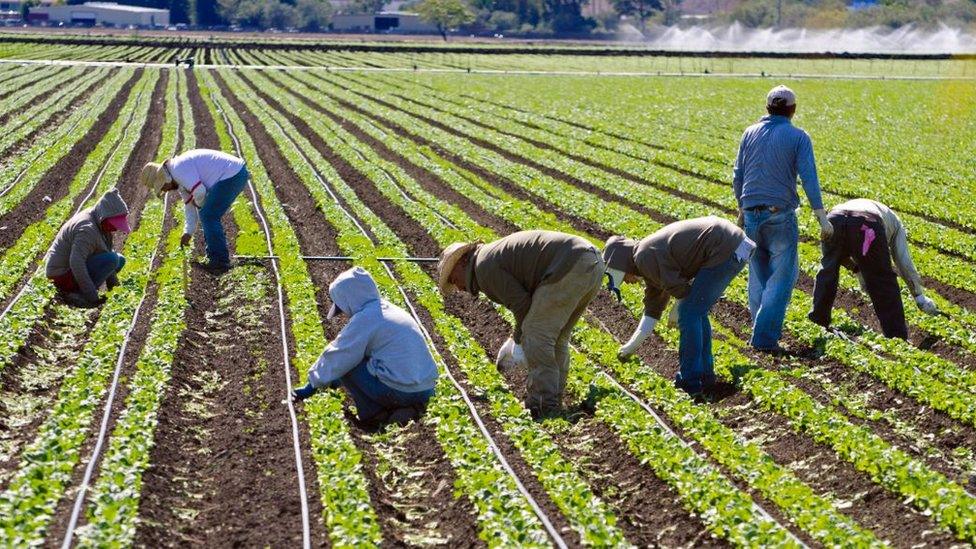 people picking fruit