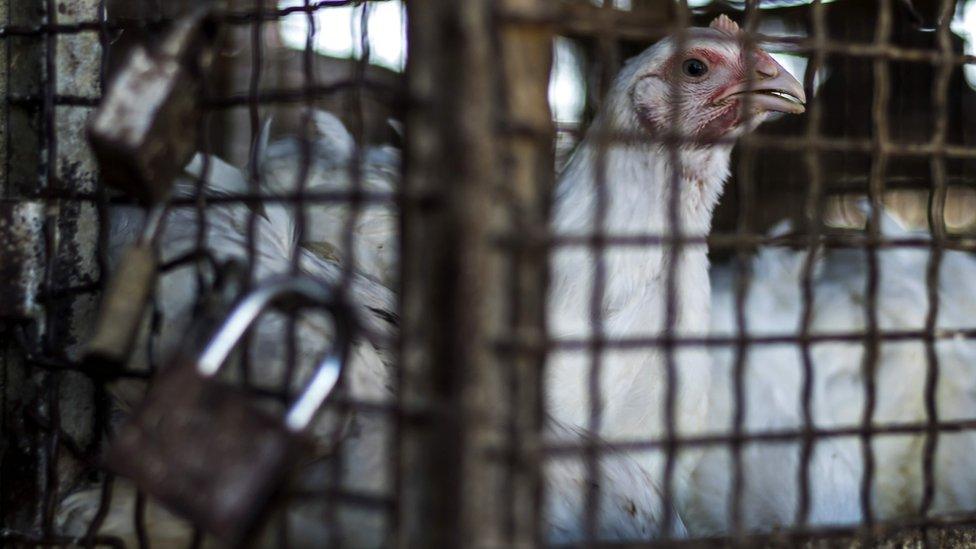 Broiler chicken in a pen